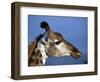 Detail of Giraffe Face, South Africa-Mark Hannaford-Framed Photographic Print