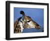 Detail of Giraffe Face, South Africa-Mark Hannaford-Framed Photographic Print