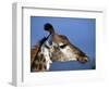 Detail of Giraffe Face, South Africa-Mark Hannaford-Framed Photographic Print