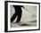 Detail of Golfer Blasting Out of Sand Trap-null-Framed Photographic Print