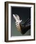 Detail of Gondola Ferro-Jeremy Horner-Framed Photographic Print