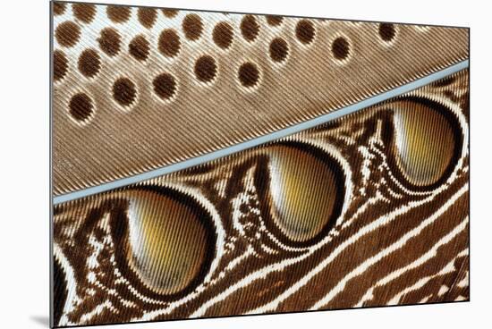 Detail of Great argus pheasant feather, Sabah, Borneo-Nick Garbutt-Mounted Photographic Print