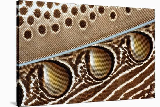 Detail of Great argus pheasant feather, Sabah, Borneo-Nick Garbutt-Stretched Canvas