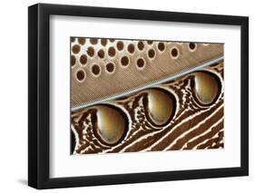 Detail of Great argus pheasant feather, Sabah, Borneo-Nick Garbutt-Framed Photographic Print