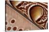 Detail of Great argus pheasant feather, Sabah, Borneo-Nick Garbutt-Stretched Canvas