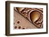 Detail of Great argus pheasant feather, Sabah, Borneo-Nick Garbutt-Framed Photographic Print