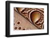 Detail of Great argus pheasant feather, Sabah, Borneo-Nick Garbutt-Framed Photographic Print