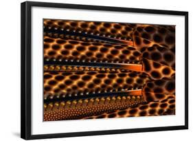 Detail of Great Argus Pheasant Feather-Darrell Gulin-Framed Photographic Print