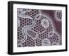 Detail of Handmade Lace at the Historic Lace Center, Kantcentrum, Bruges, Belgium-Cindy Miller Hopkins-Framed Photographic Print