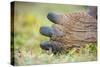 Detail of hind toes of Alcedo giant tortoise-Tui De Roy-Stretched Canvas