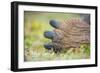 Detail of hind toes of Alcedo giant tortoise-Tui De Roy-Framed Photographic Print