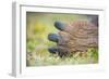 Detail of hind toes of Alcedo giant tortoise-Tui De Roy-Framed Photographic Print