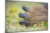 Detail of hind toes of Alcedo giant tortoise-Tui De Roy-Mounted Photographic Print