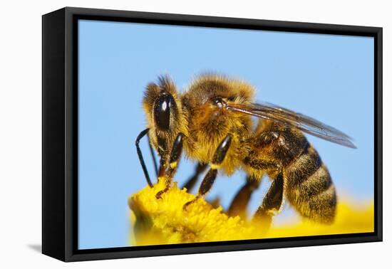 Detail Of Honeybee-Daniel Prudek-Framed Stretched Canvas
