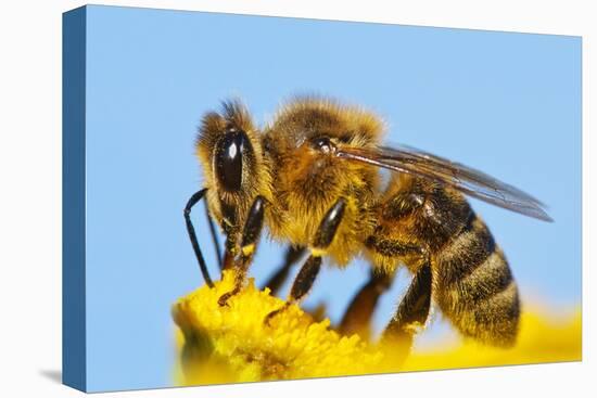 Detail Of Honeybee-Daniel Prudek-Stretched Canvas