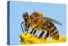Detail Of Honeybee-Daniel Prudek-Stretched Canvas