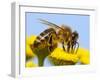 Detail Of Honeybee-Daniel Prudek-Framed Photographic Print