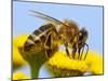 Detail Of Honeybee-Daniel Prudek-Mounted Photographic Print