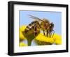 Detail Of Honeybee-Daniel Prudek-Framed Photographic Print