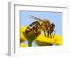 Detail Of Honeybee-Daniel Prudek-Framed Photographic Print