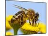 Detail Of Honeybee-Daniel Prudek-Mounted Photographic Print