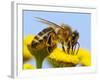 Detail Of Honeybee-Daniel Prudek-Framed Photographic Print