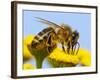 Detail Of Honeybee-Daniel Prudek-Framed Photographic Print