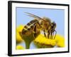 Detail Of Honeybee-Daniel Prudek-Framed Photographic Print