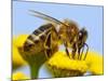 Detail Of Honeybee-Daniel Prudek-Mounted Photographic Print