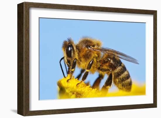 Detail Of Honeybee-Daniel Prudek-Framed Photographic Print