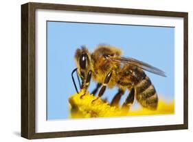 Detail Of Honeybee-Daniel Prudek-Framed Photographic Print