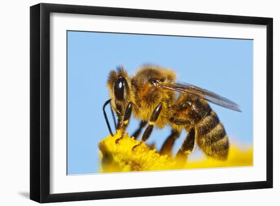 Detail Of Honeybee-Daniel Prudek-Framed Photographic Print