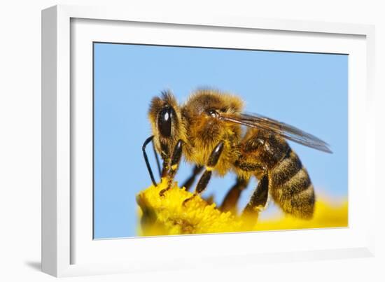 Detail Of Honeybee-Daniel Prudek-Framed Photographic Print