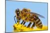 Detail Of Honeybee-Daniel Prudek-Mounted Photographic Print
