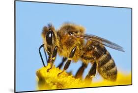 Detail Of Honeybee-Daniel Prudek-Mounted Photographic Print