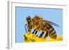 Detail Of Honeybee-Daniel Prudek-Framed Photographic Print