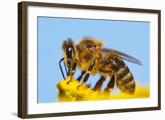 Detail Of Honeybee-Daniel Prudek-Framed Photographic Print