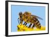 Detail Of Honeybee-Daniel Prudek-Framed Photographic Print