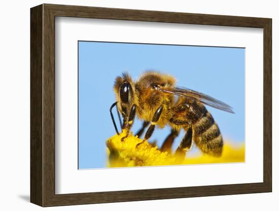 Detail Of Honeybee-Daniel Prudek-Framed Photographic Print