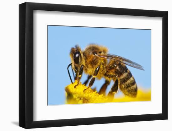 Detail Of Honeybee-Daniel Prudek-Framed Photographic Print