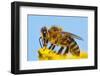 Detail Of Honeybee-Daniel Prudek-Framed Photographic Print