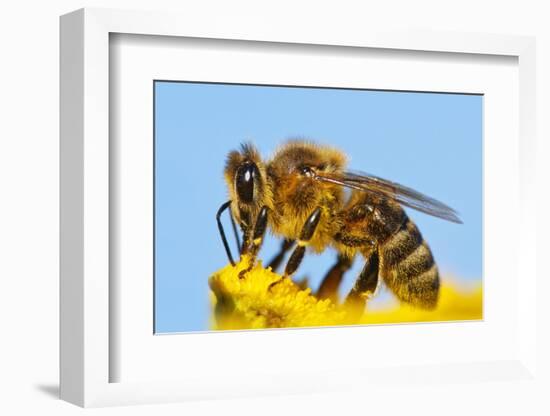 Detail Of Honeybee-Daniel Prudek-Framed Photographic Print