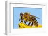 Detail Of Honeybee-Daniel Prudek-Framed Photographic Print