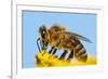 Detail Of Honeybee-Daniel Prudek-Framed Photographic Print