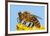 Detail Of Honeybee-Daniel Prudek-Framed Photographic Print