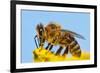 Detail Of Honeybee-Daniel Prudek-Framed Photographic Print