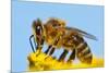 Detail Of Honeybee-Daniel Prudek-Mounted Photographic Print