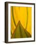 Detail of Hosta Leaf, Green Spring Gardens Park, Alexandria, Virginia, USA-Corey Hilz-Framed Photographic Print