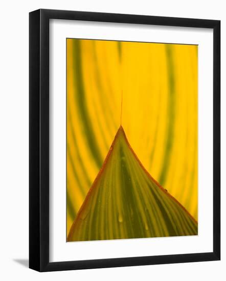Detail of Hosta Leaf, Green Spring Gardens Park, Alexandria, Virginia, USA-Corey Hilz-Framed Photographic Print