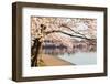 Detail of Japanese Cherry Blossom Flowers-BackyardProductions-Framed Photographic Print